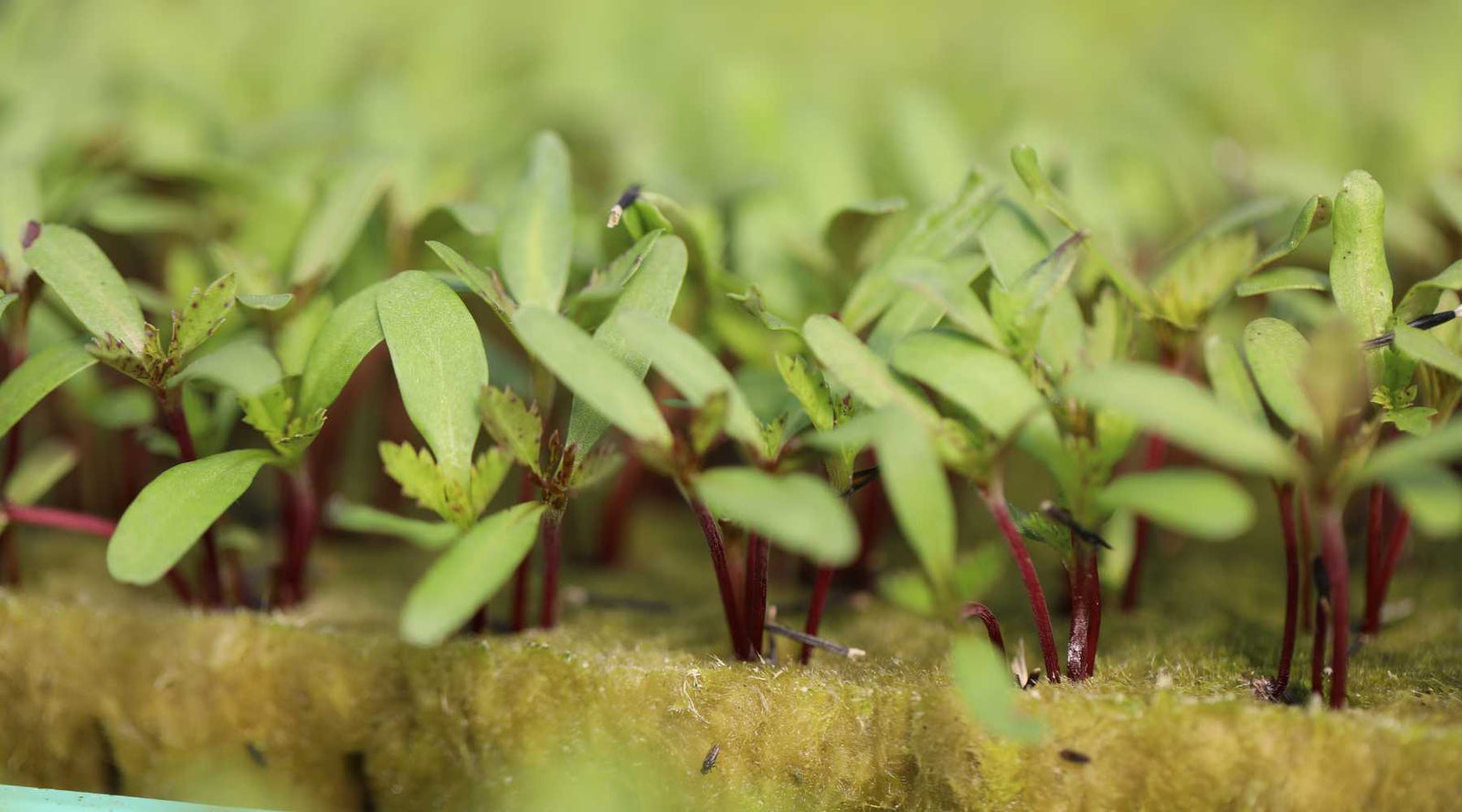 Starting seeds in rockwool cubes.