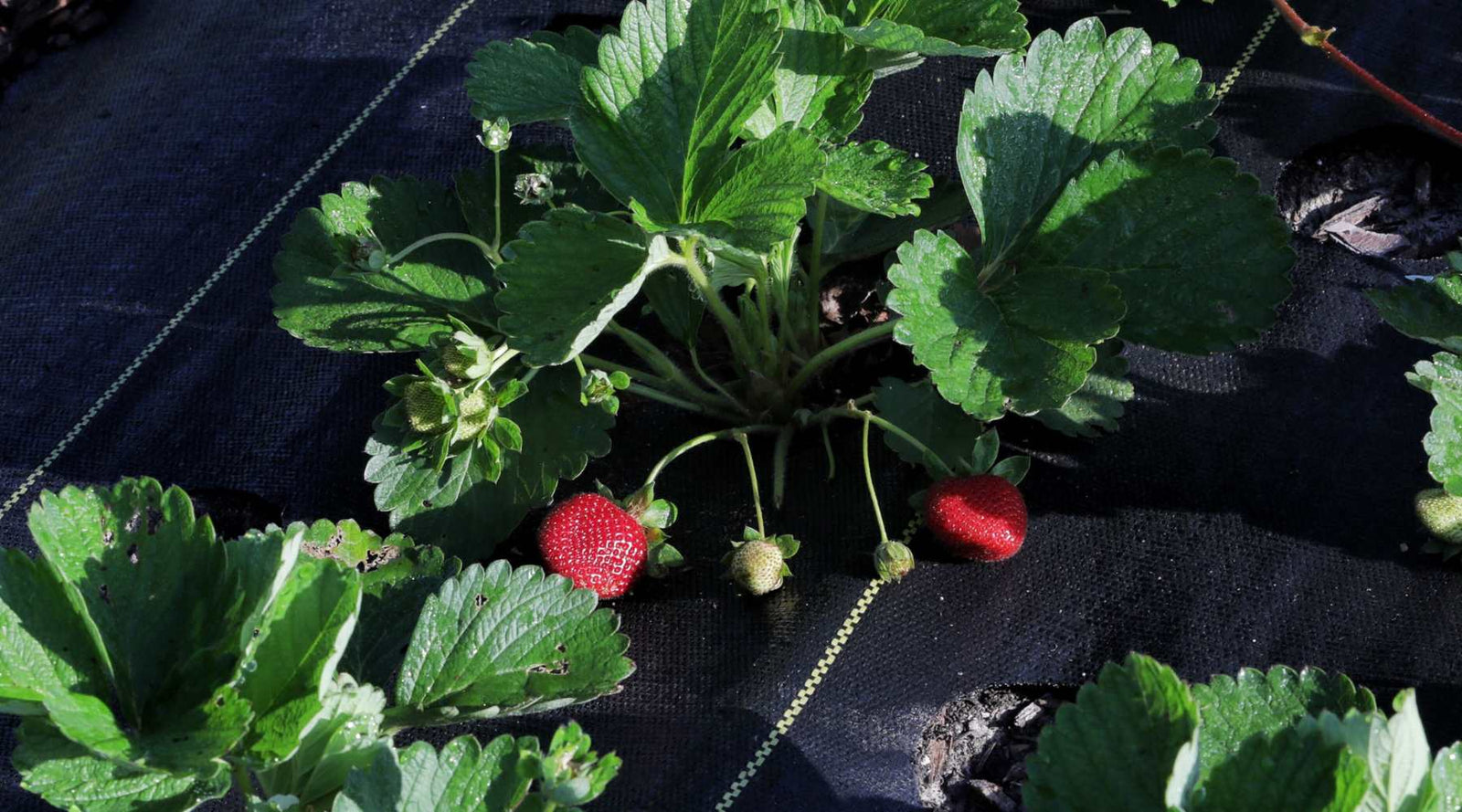 Using ground cover in a market garden