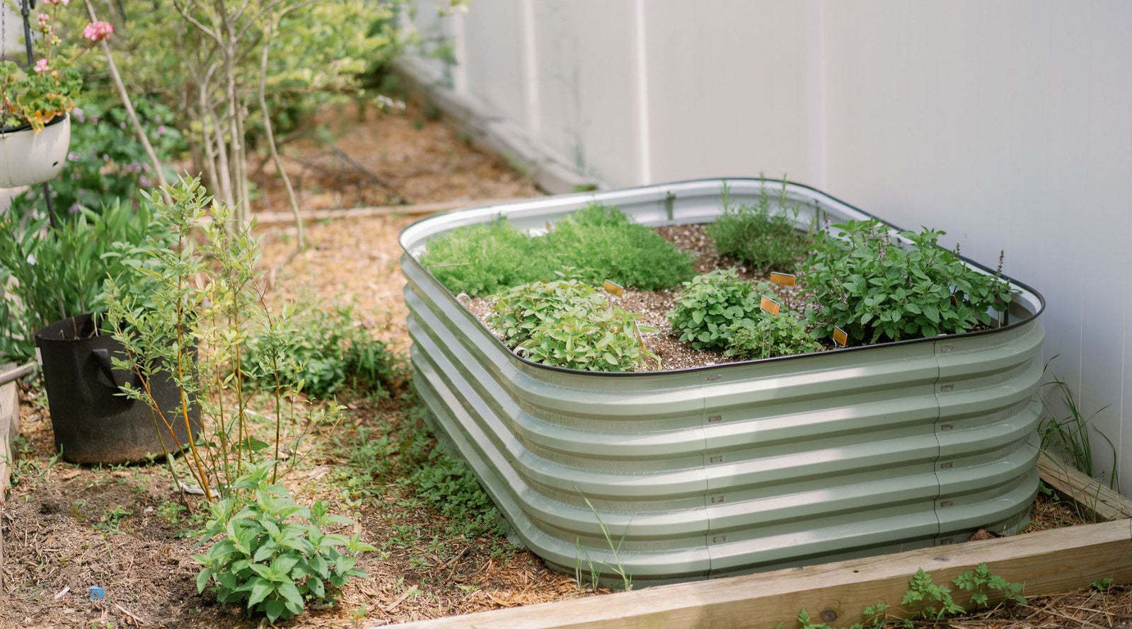 herb tea garden in 17" metal raised bed