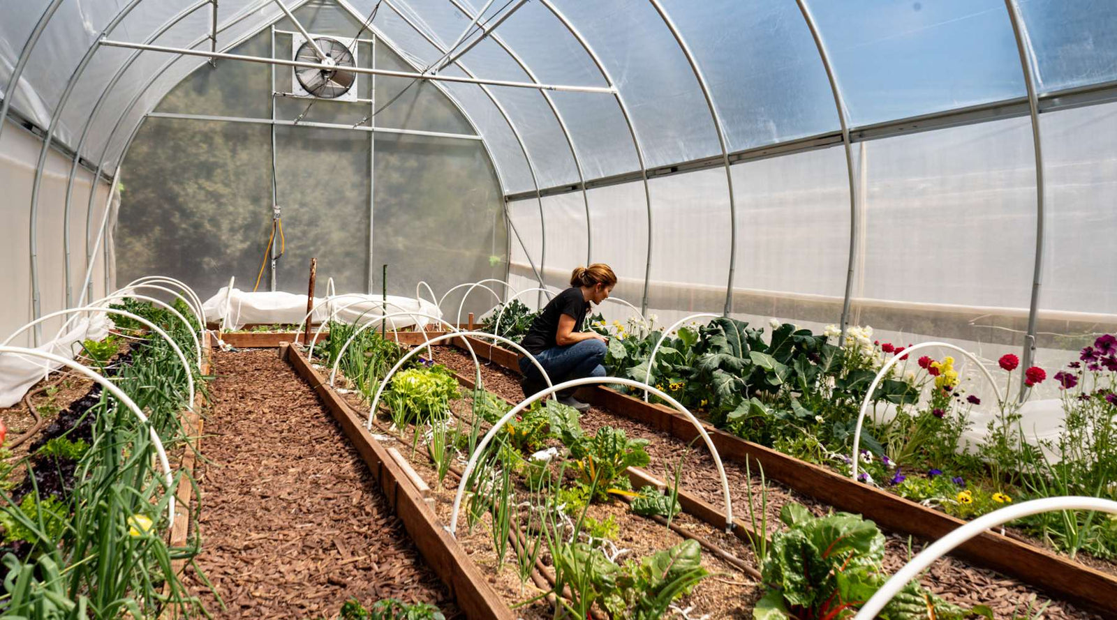 Grower working in a gothic high tunnel packed with plants