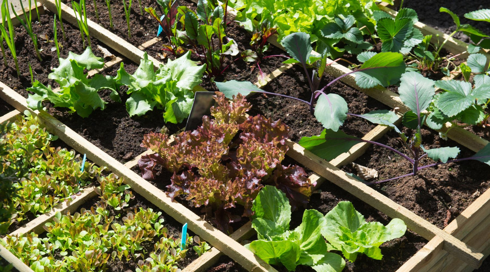 A wide shot of a thriving square-foot garden, showcasing neat grid sections filled with diverse crops.