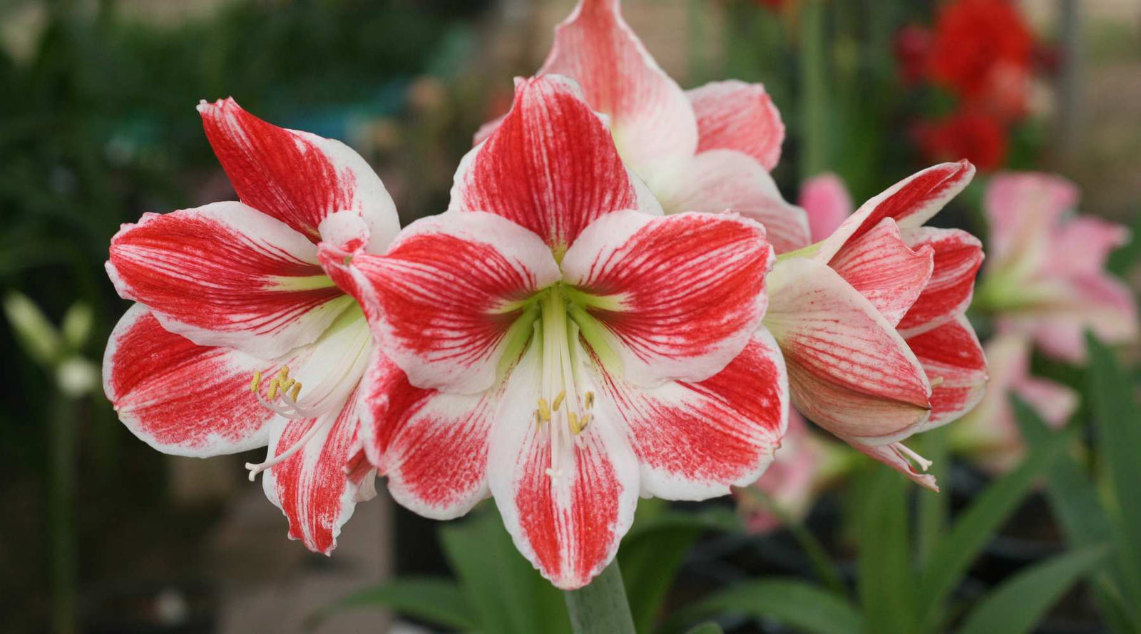 Amaryllis