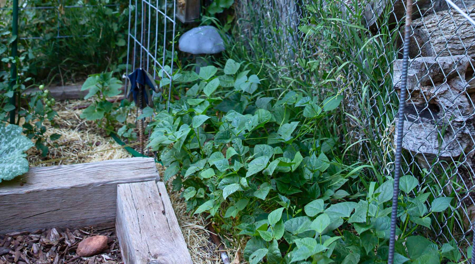 Garden planting with noticeable microclimate