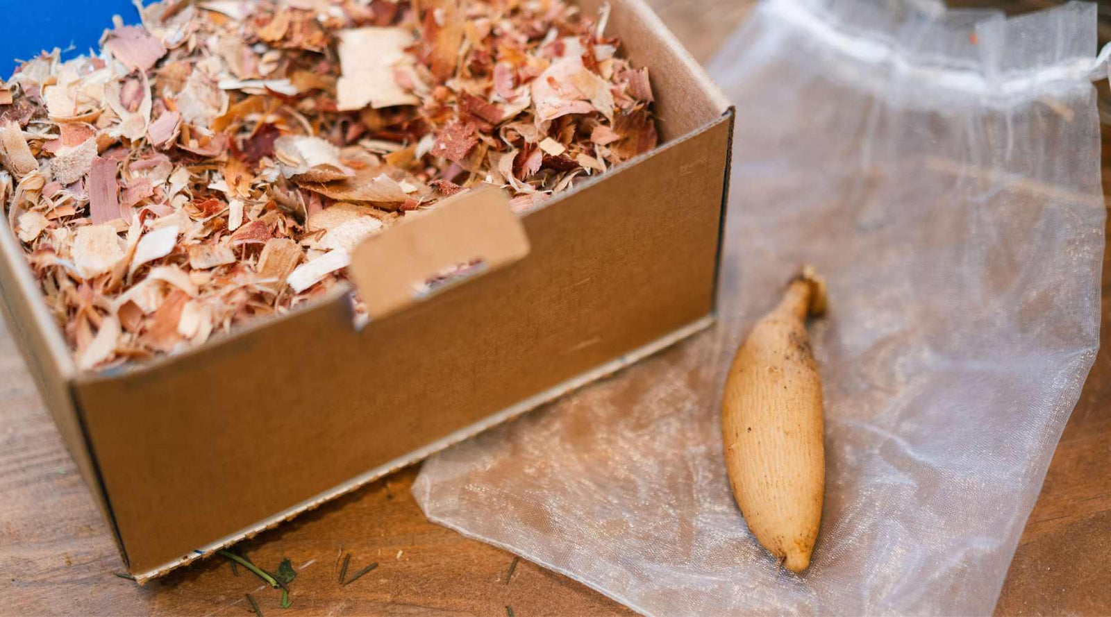 Dahlia Tubers shipped in mesh bags and packaging