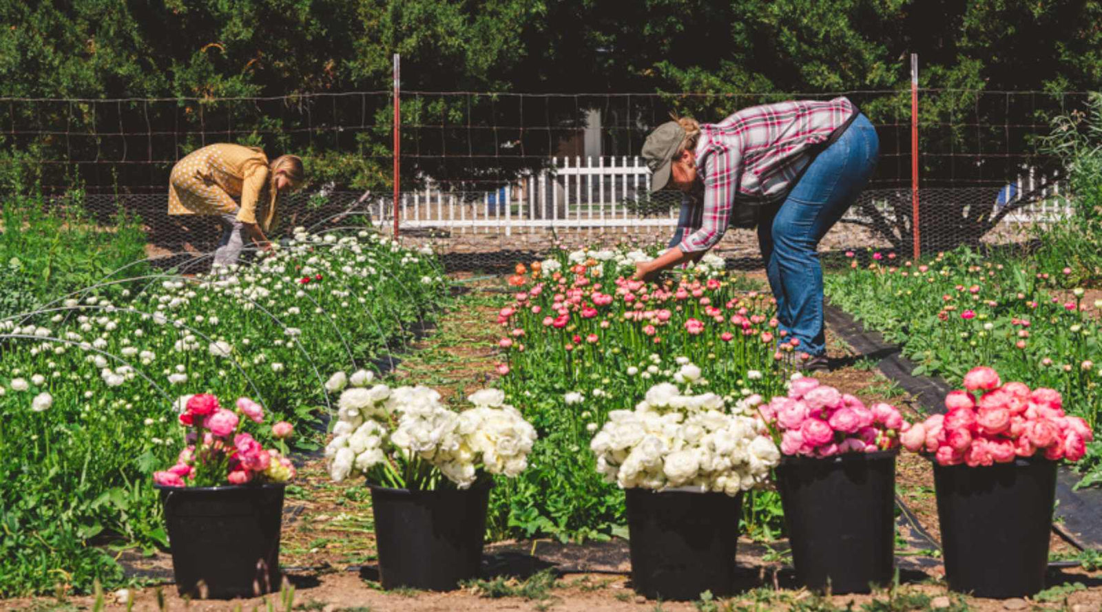 Buckets of flowers in a flower field being harvested by two female farmers for their flower CSA.