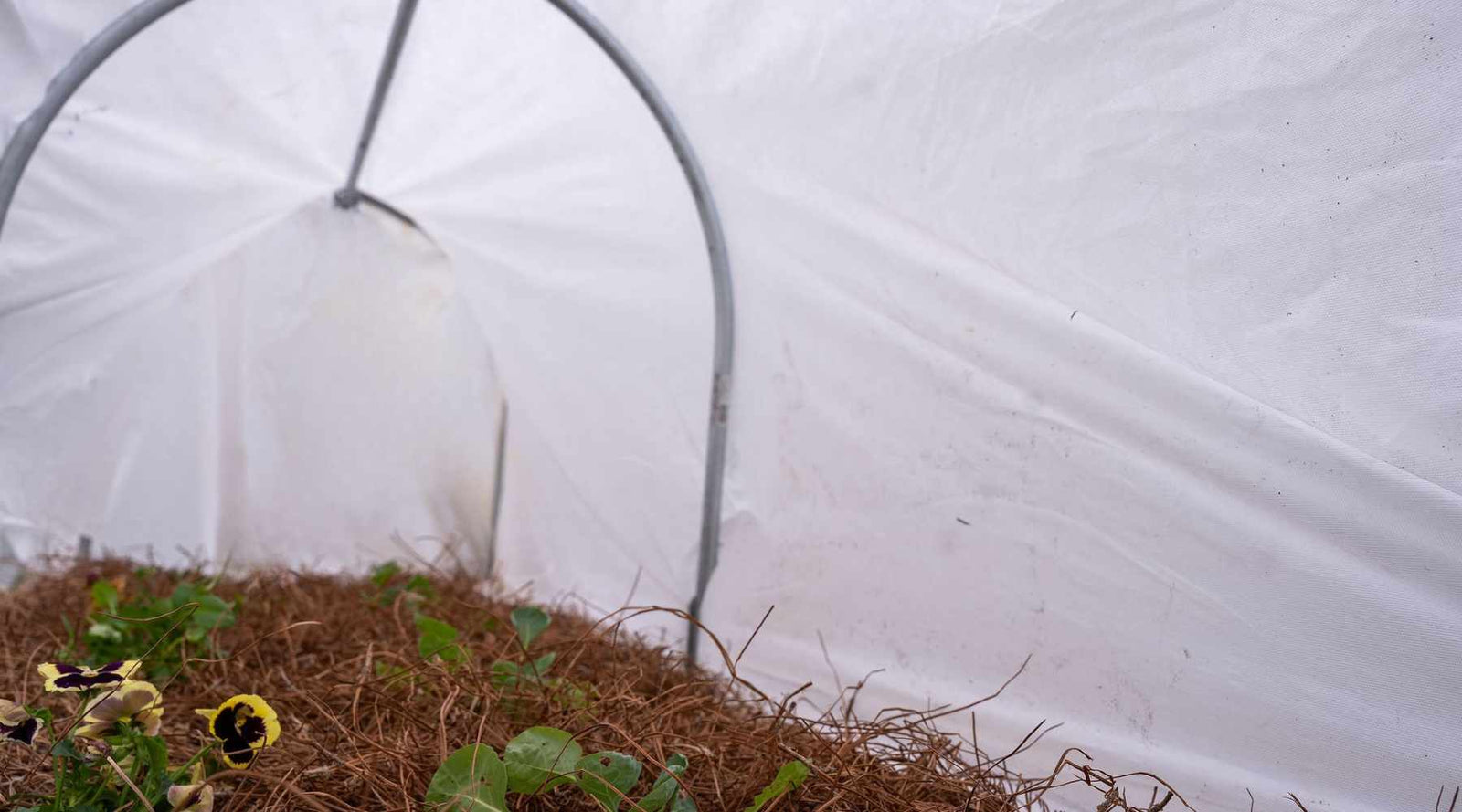 frost blanket on low tunnels