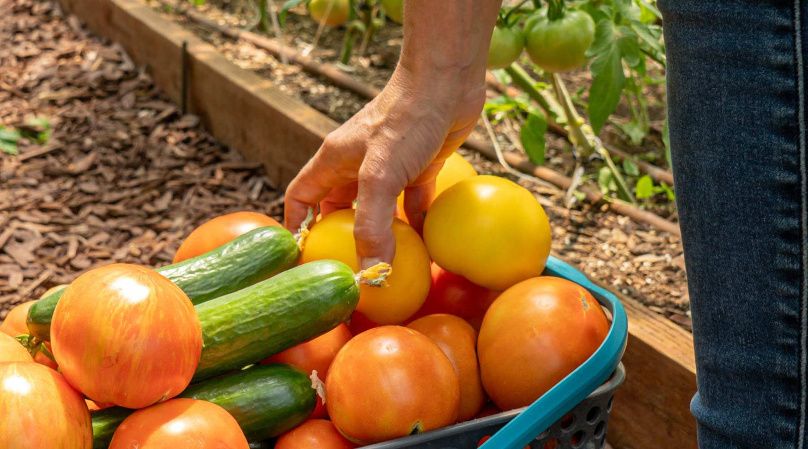 Gardener Picking Harvest From High tunnel