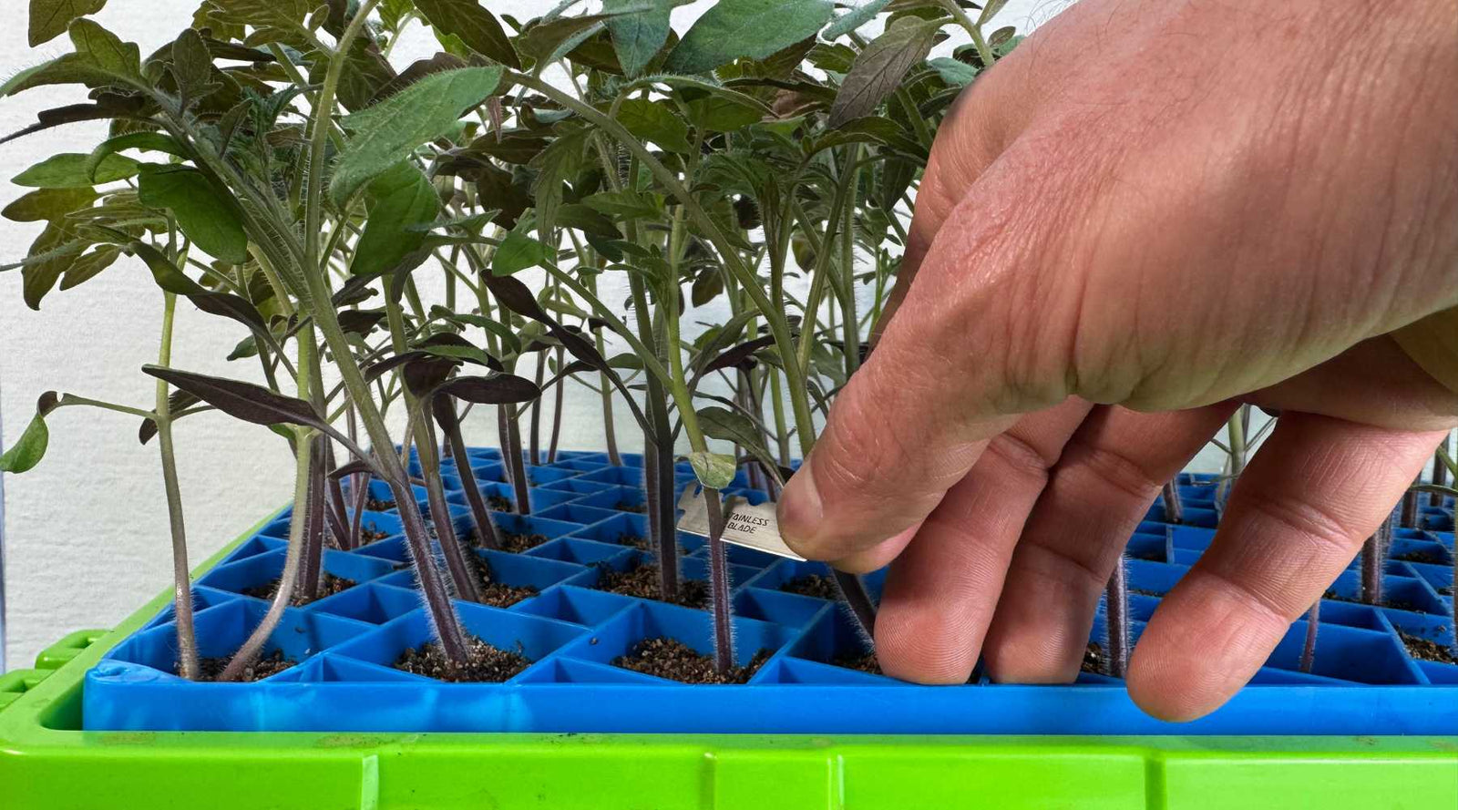 grower cutting tomato scion for grafting