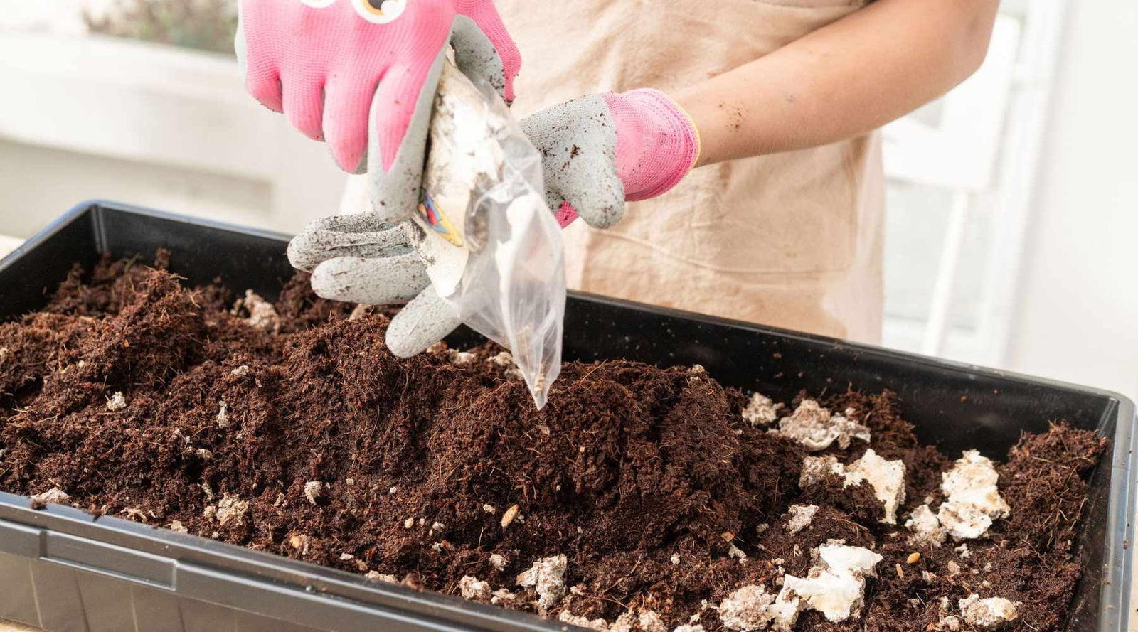 Mushroom Growing Activity for Kids