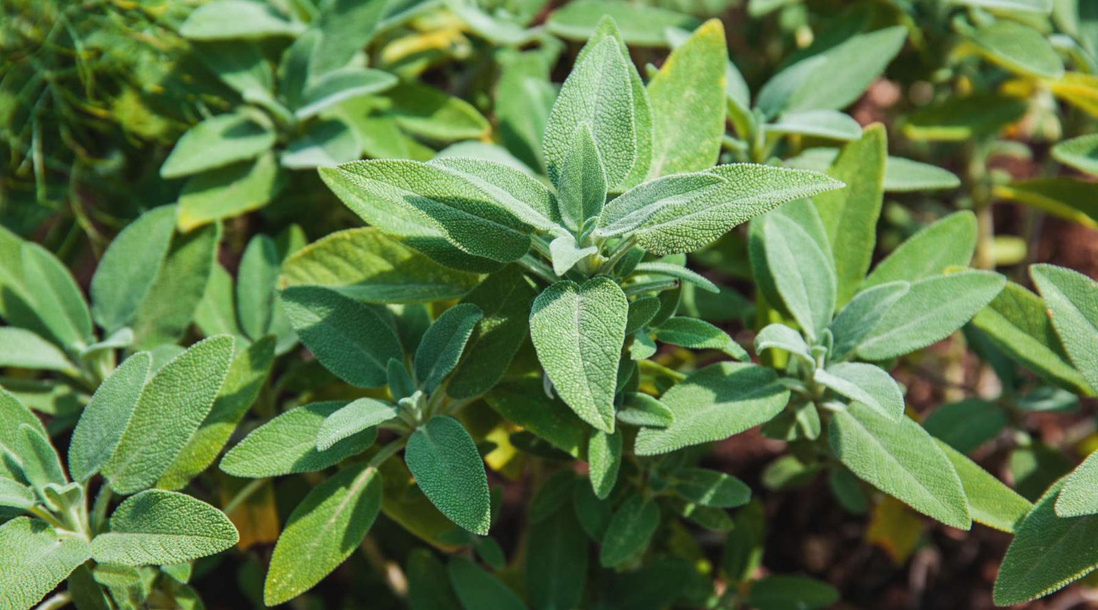 Sage growing in raised bed