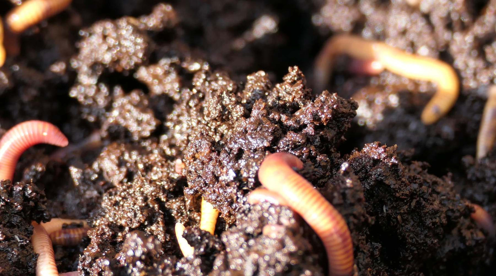 A macro shot of dark, rich, crumbly soil filled with visible organic matter and earthworms.