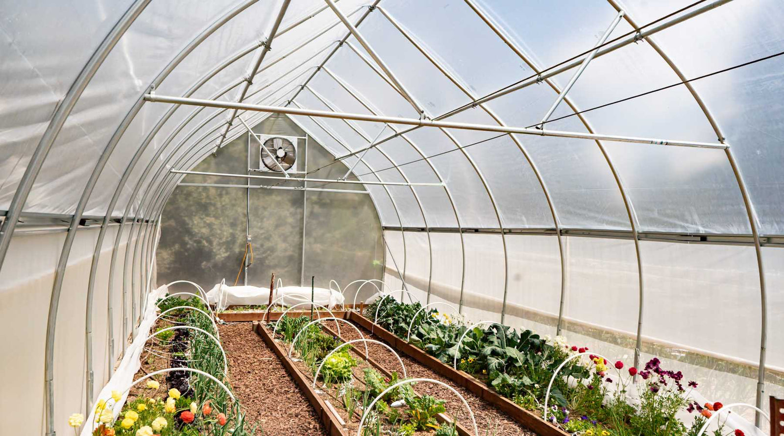 Inside a high tunnel – wide view showing multiple crops growing.