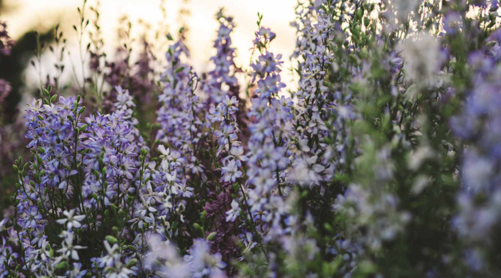 Pale purple larkspur growing tall in a flower field.