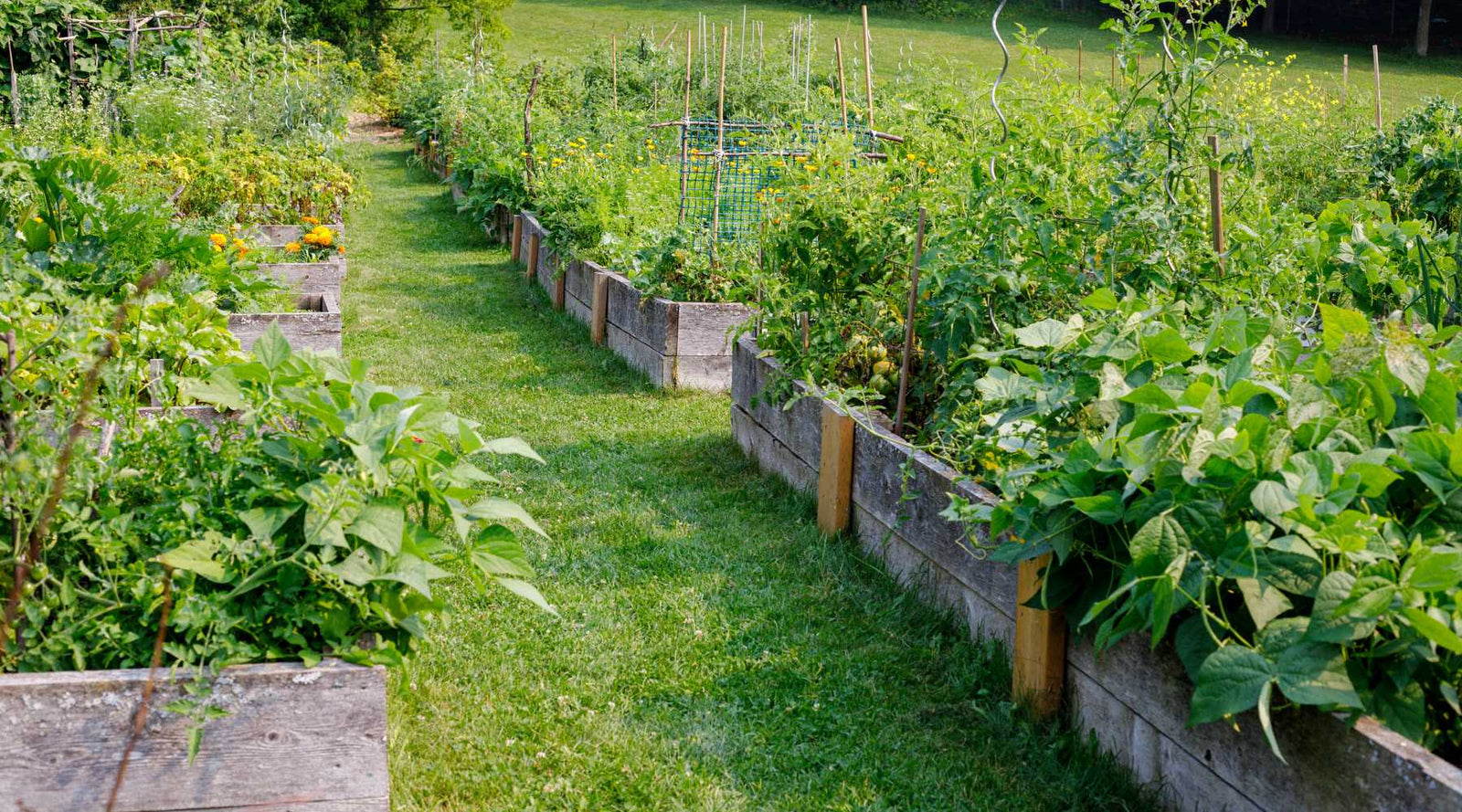 Long row of lush, overflowing wooden raised beds full of flowers and vegetables.
