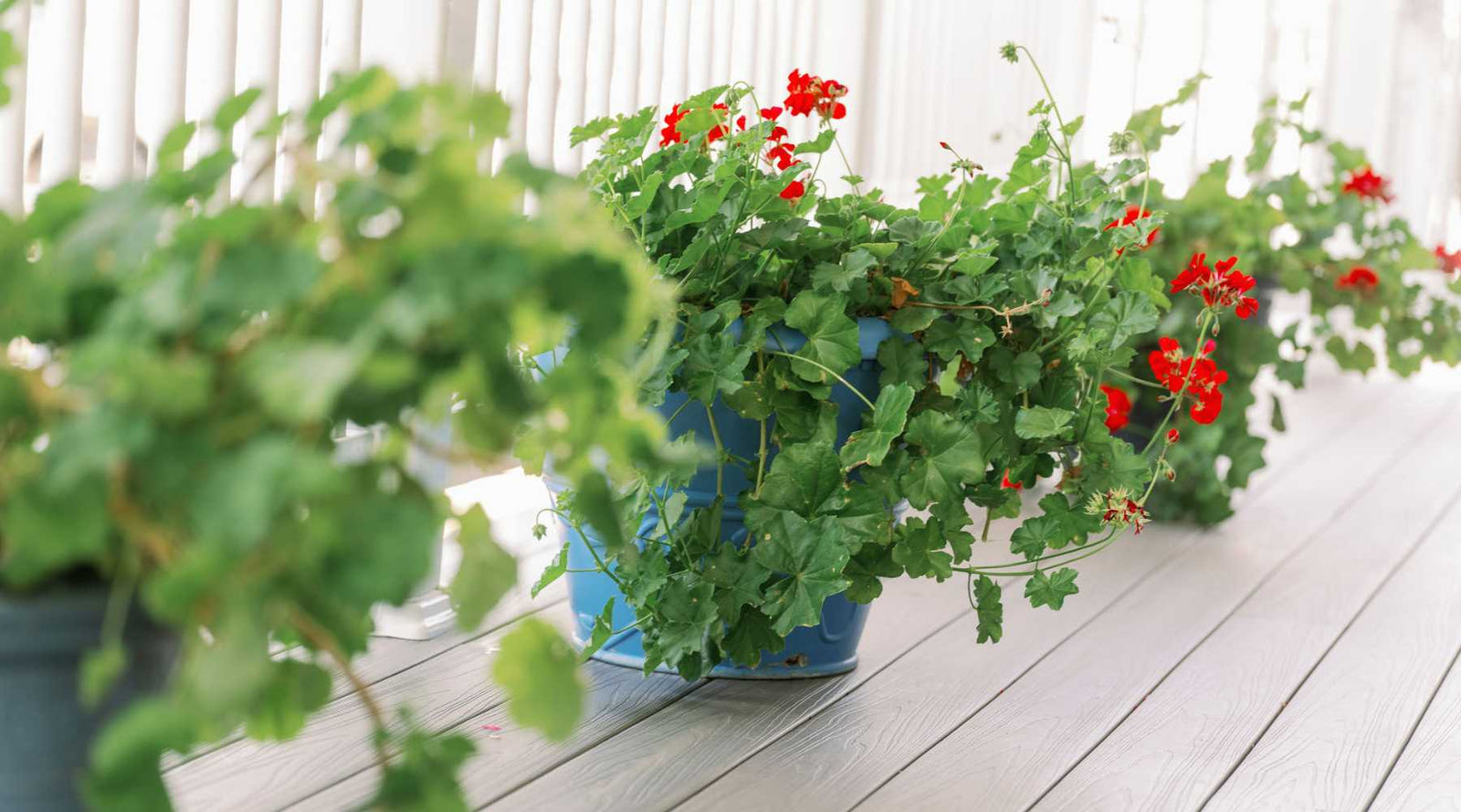 Mother stock geranium plant on bench in full sun