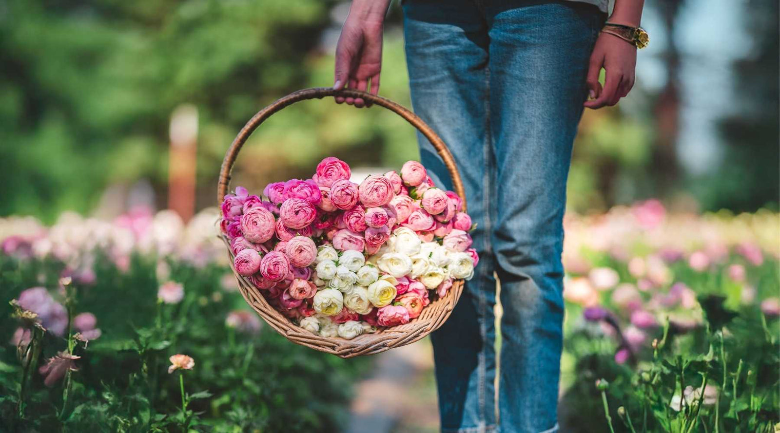 Person carrying an open basket of pink and white ranunculus
