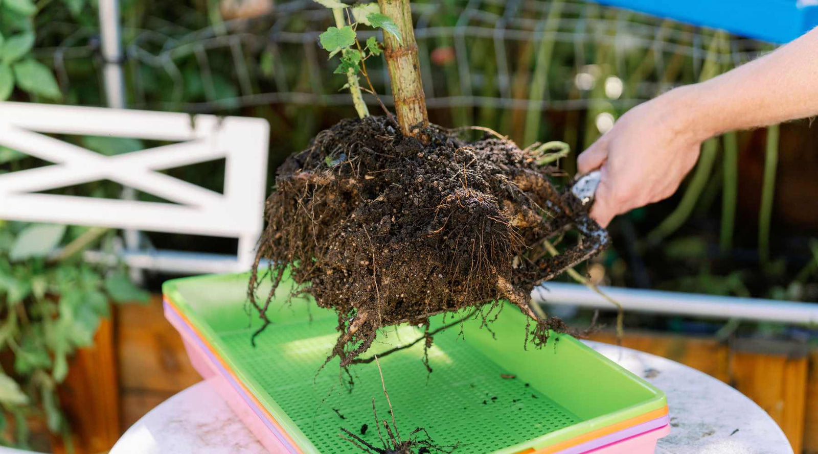 A clump of dahlia tubers being shoveled into a green mesh tray for curing and splitting.