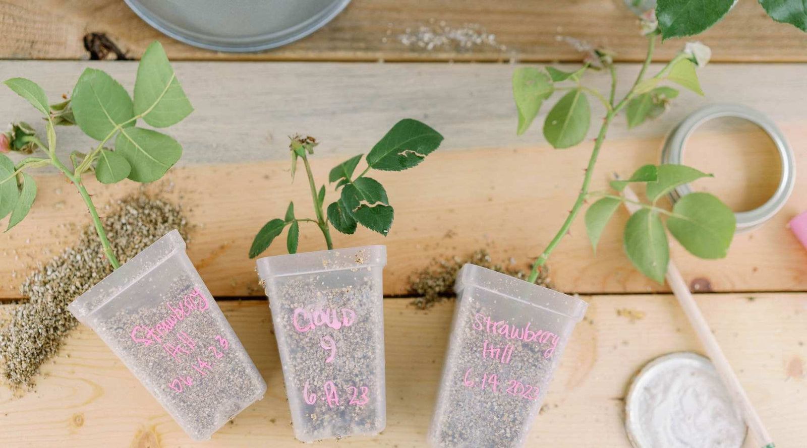 How to Propogate Roses from Cuttings, image shows rose cuttings being propogated