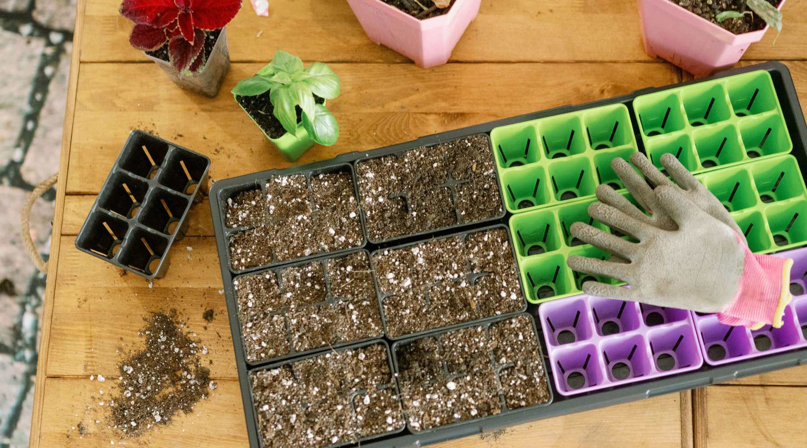 Propagating plants in 6 cells