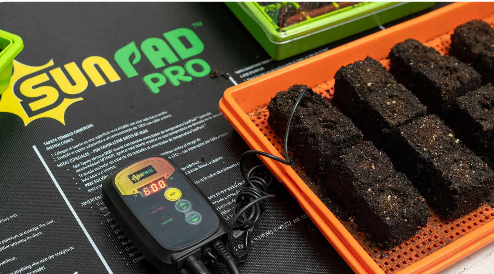 Seedlings thriving on a heat mat with thermostat