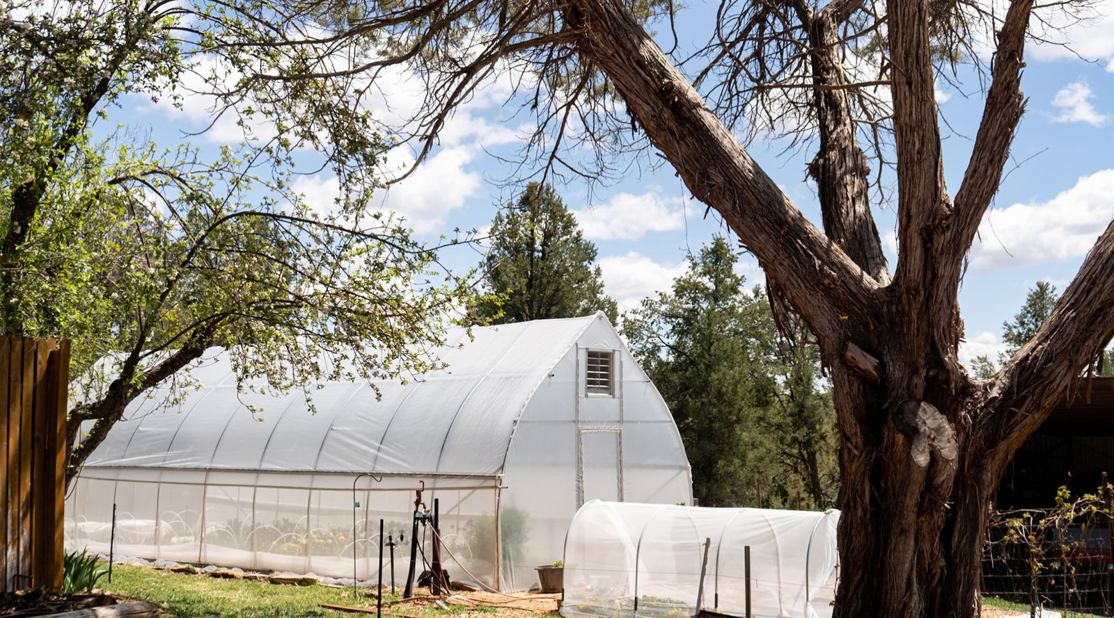 Wide shot of a backyard setup with raised beds or a small greenhouse to show the transition.