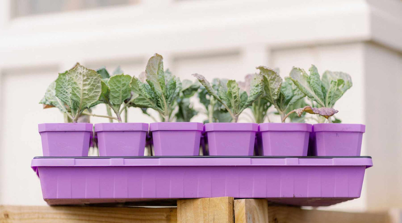 Grow bags in rectangle metal trays in a greenhouse