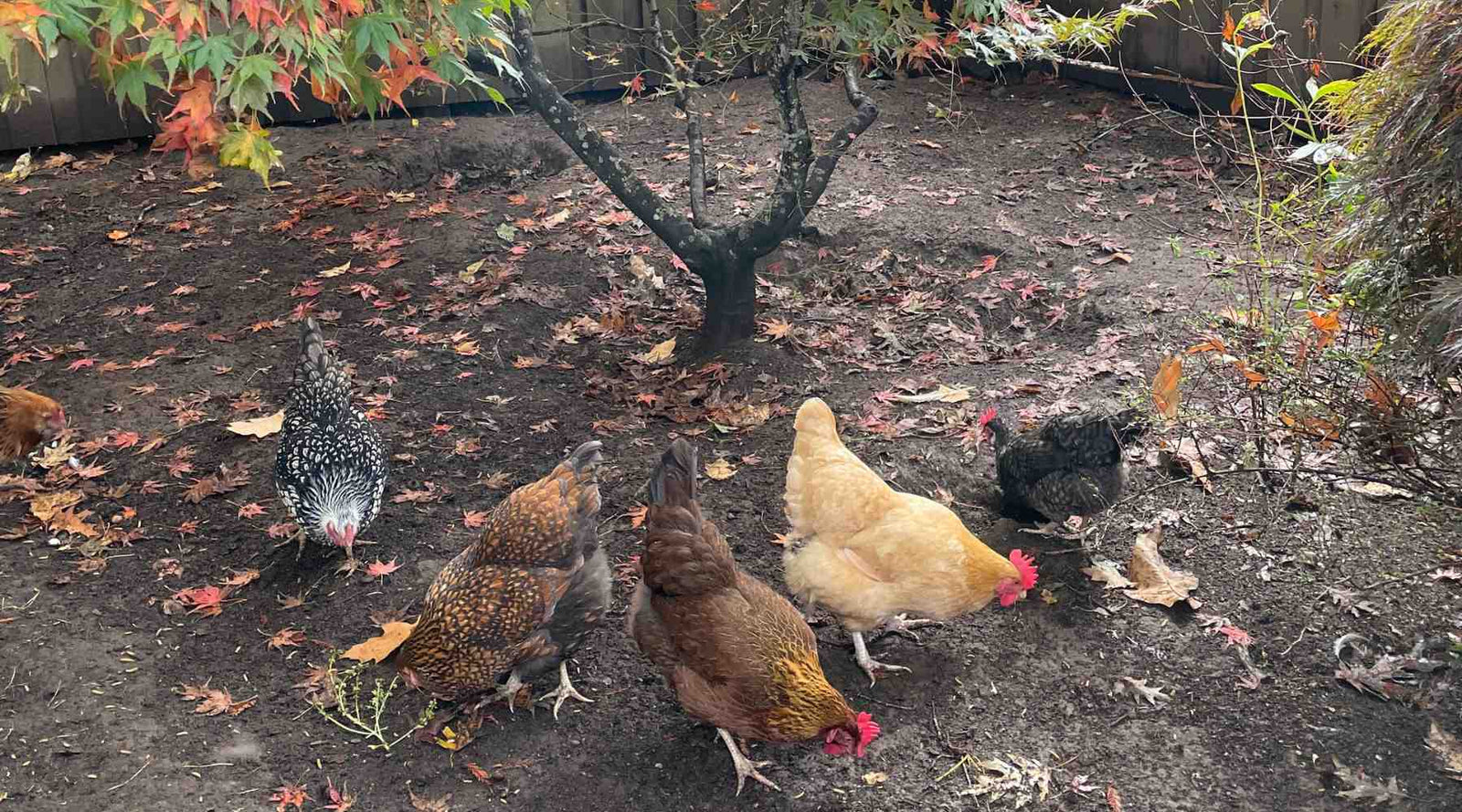 Free ranging chickens scratching in soil under a maple tree with changing leaves.