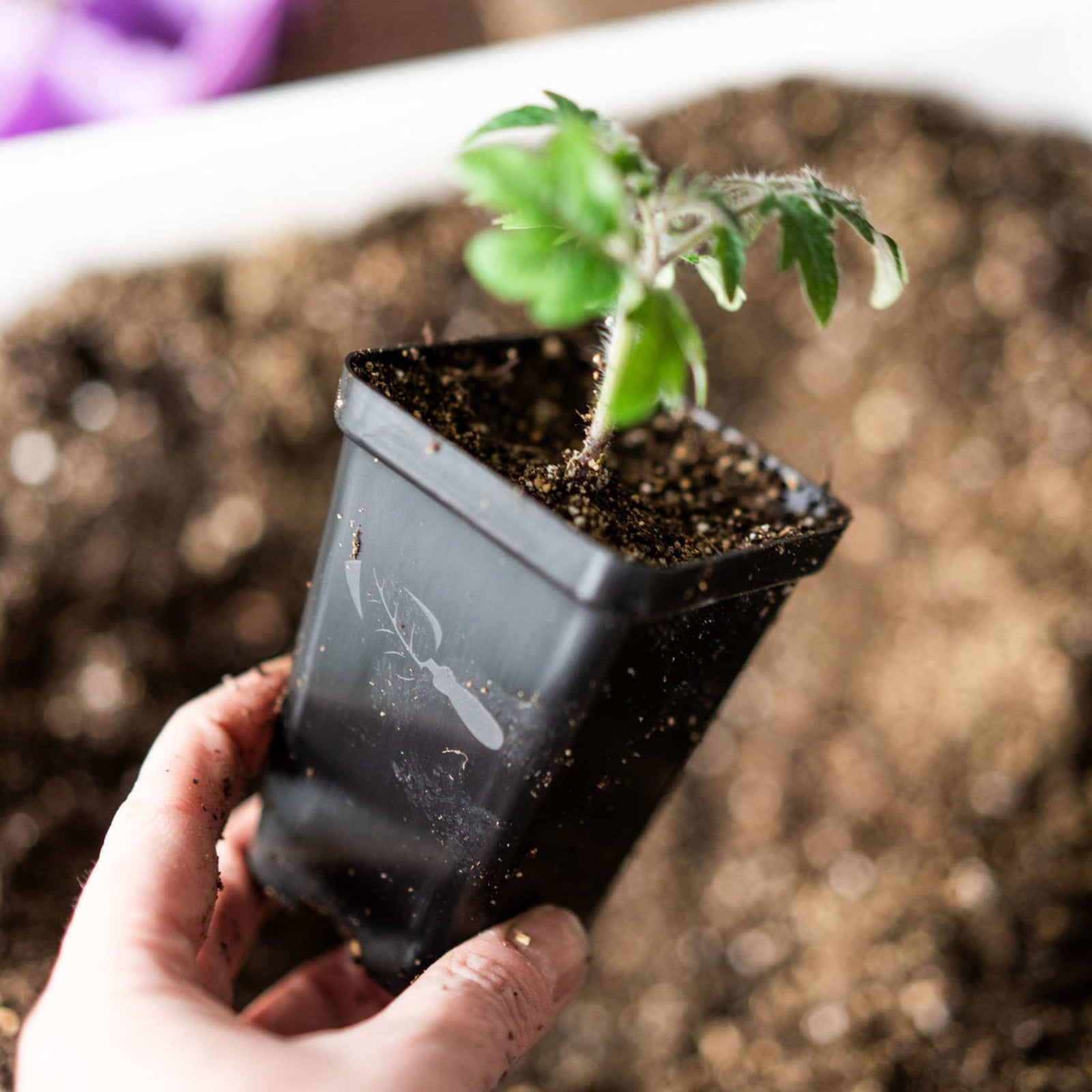 2.5 Black Seed Starting Pot Planted with a Tomato Start