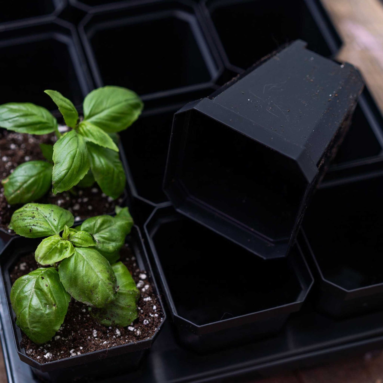 3 inch pots in 1020 tray with insert potting up Basil