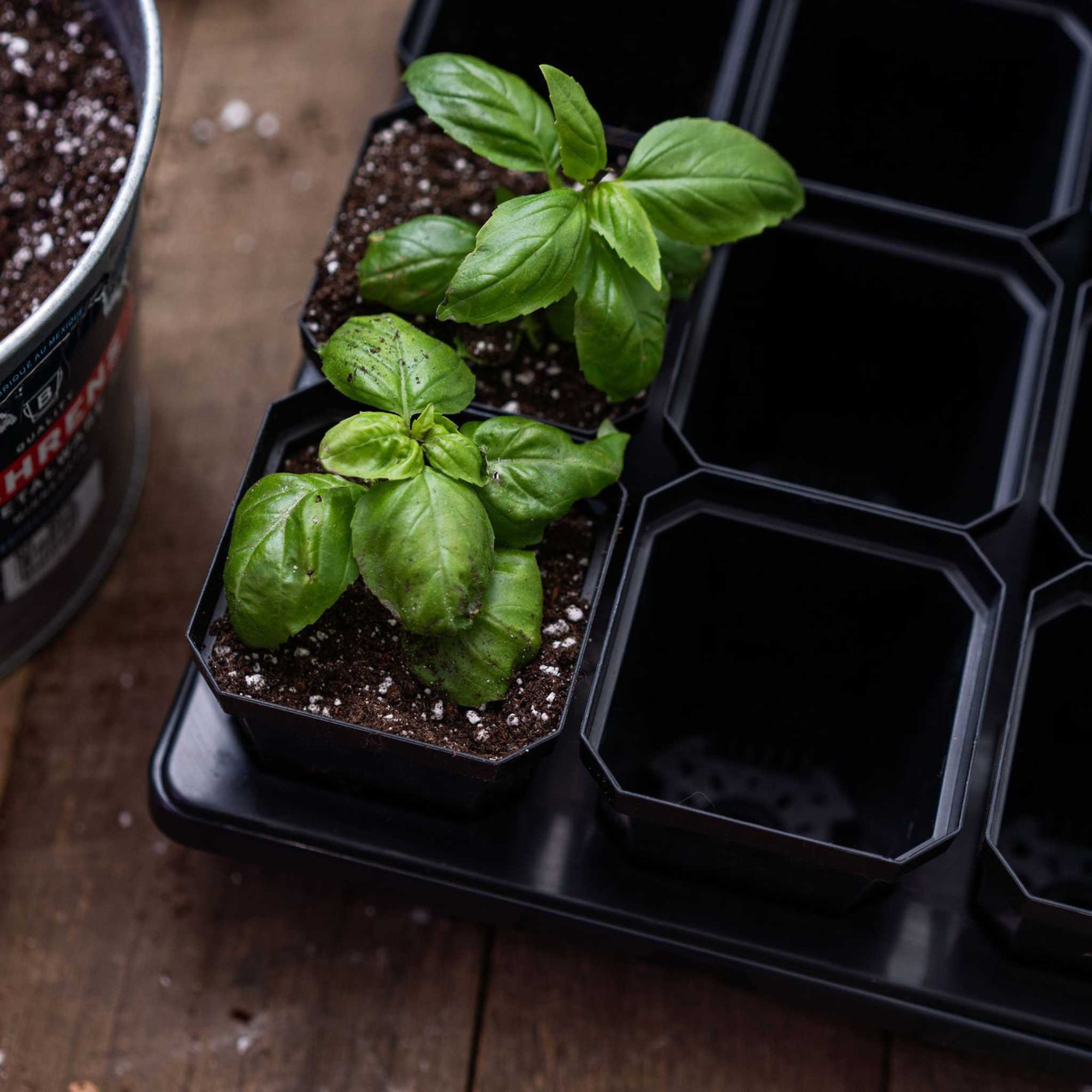 3 inch pots in 1020 tray with insert potting up Basil 