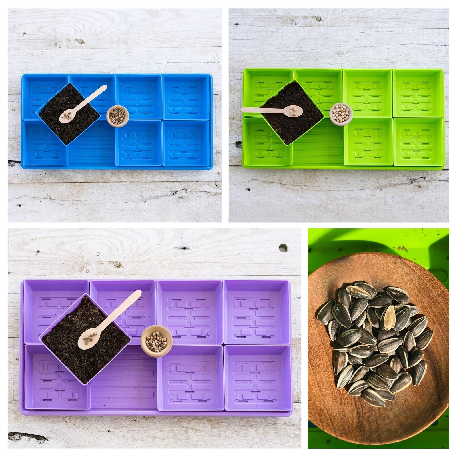 Blue 5x5 microgreens setup, green 5x5 microgreens set up and purple 5x5 microgreens setup and sunflower seeds in a dish showing a collage of possible plantings with 5x5 kit