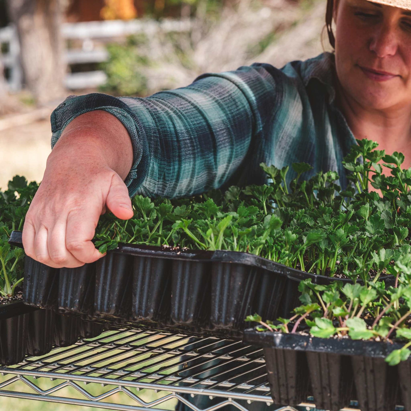 72 cell planted with ranunculus