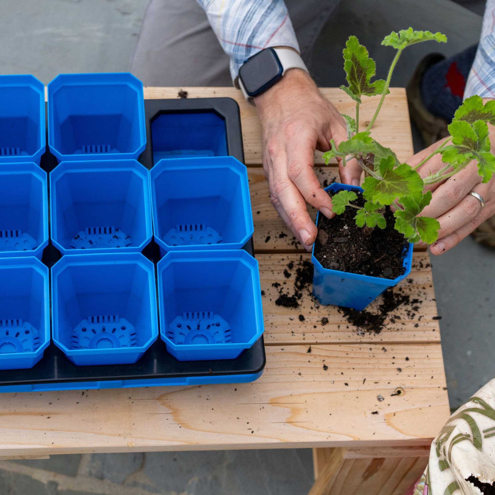 Man wearing flannel shirt and watch uppotting geranium flower in a blue 3.3" Seed Container with empty pots placed in an insert and tray nearby on the table.