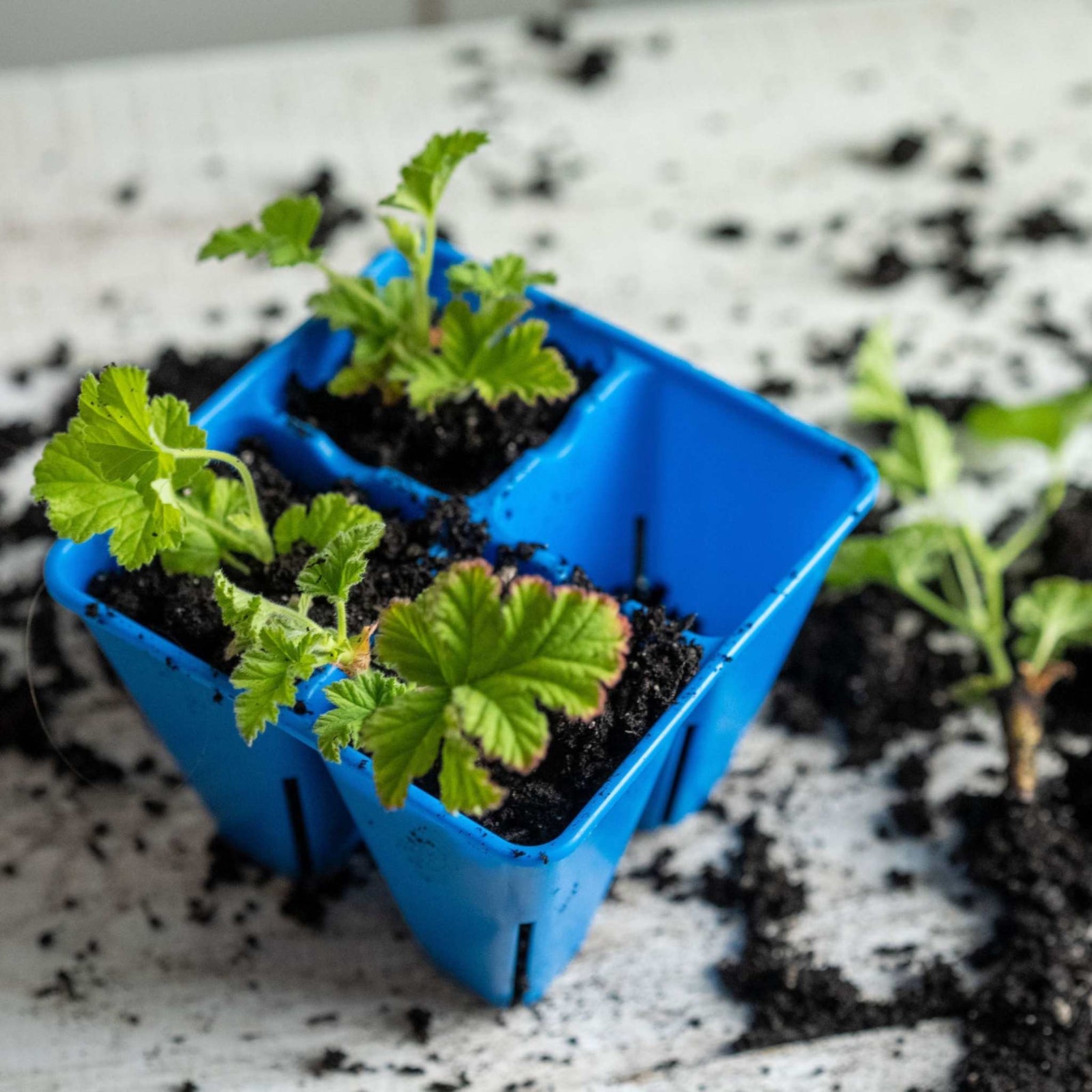 Blue 4 cell lifestyle