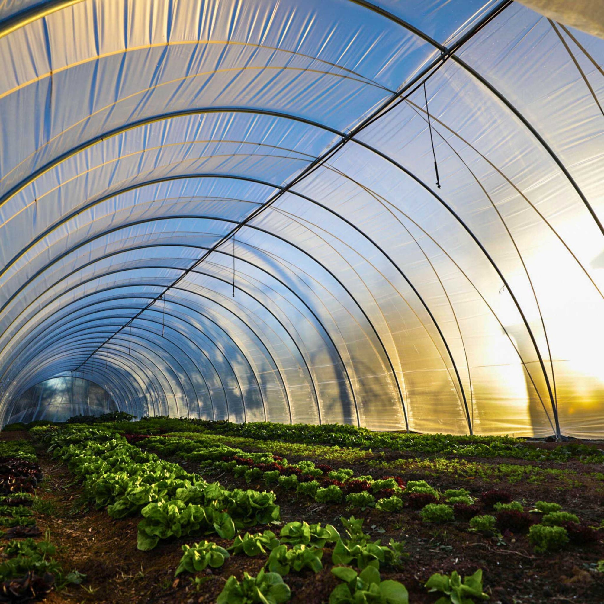 Inside view of a caterpillar tunnel with lush greens planted in rows