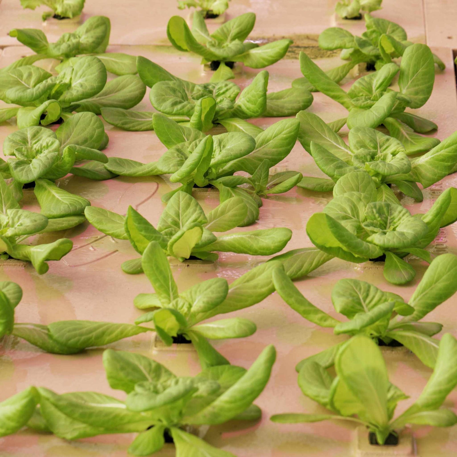 Deep Water Greens Raft from Bootstrap Farmer loaded with lettuce heads