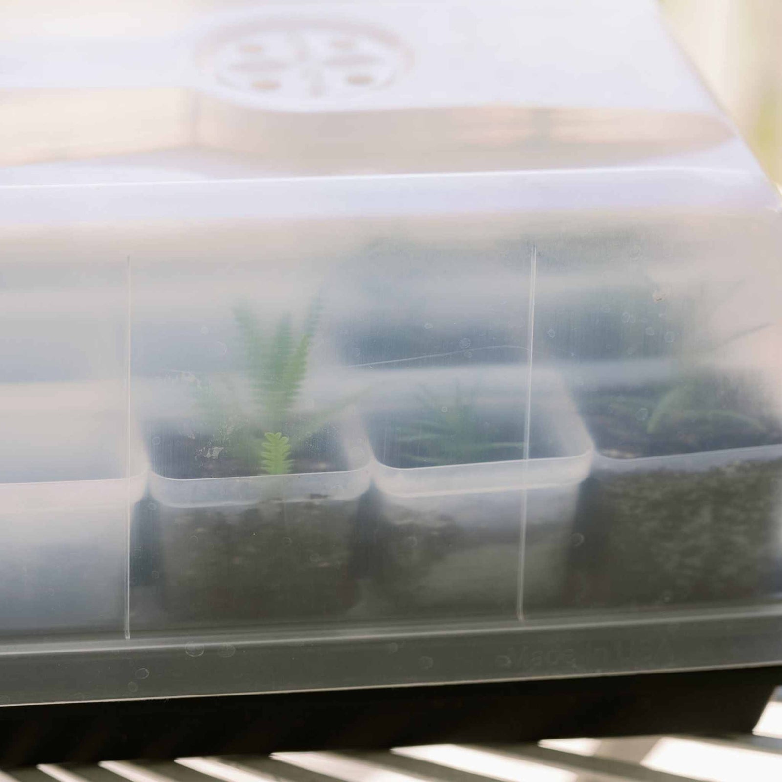 Assorted herbs propagated and rooting in propagation kit.