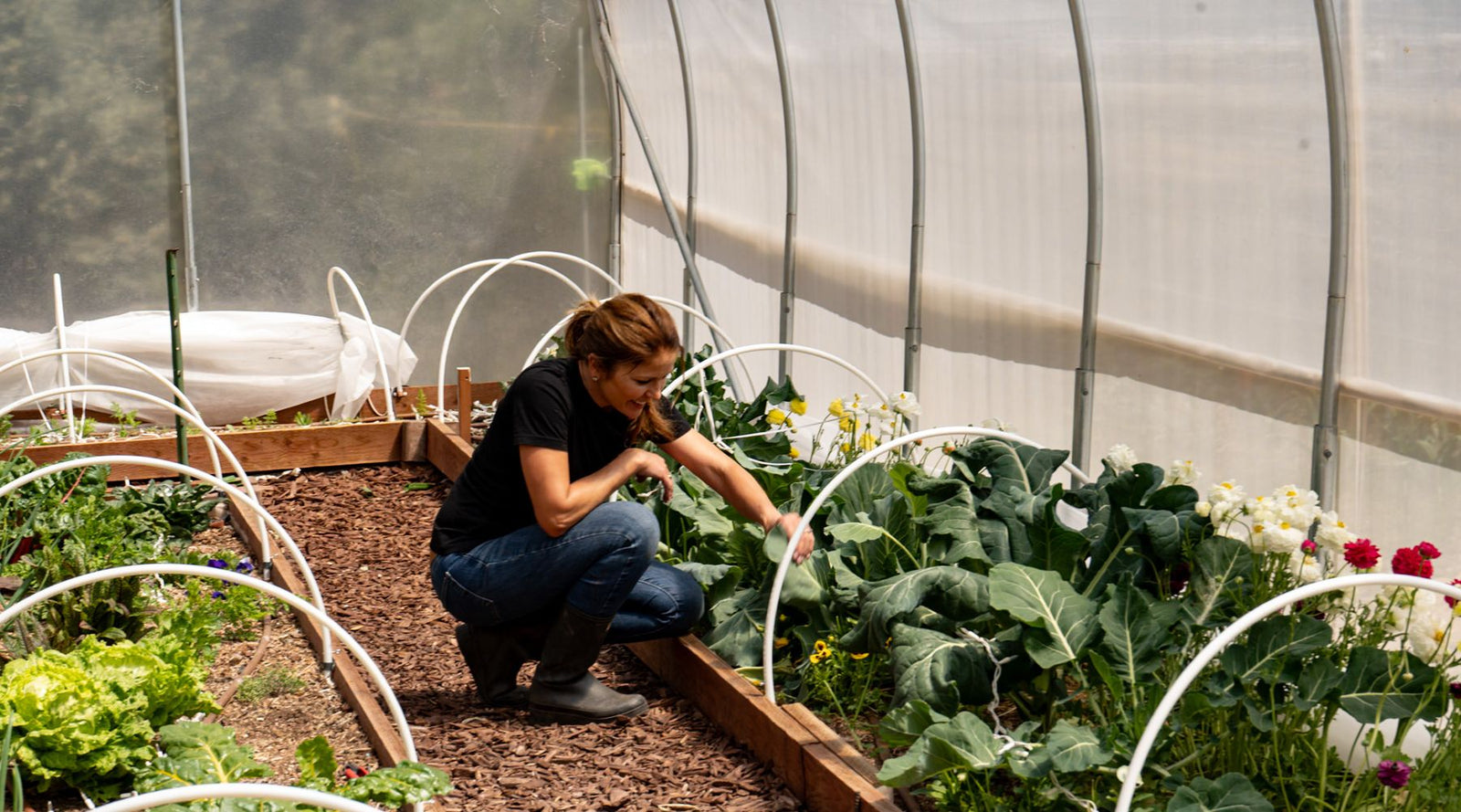 farmer inspecting leaves for pest in high tunnel