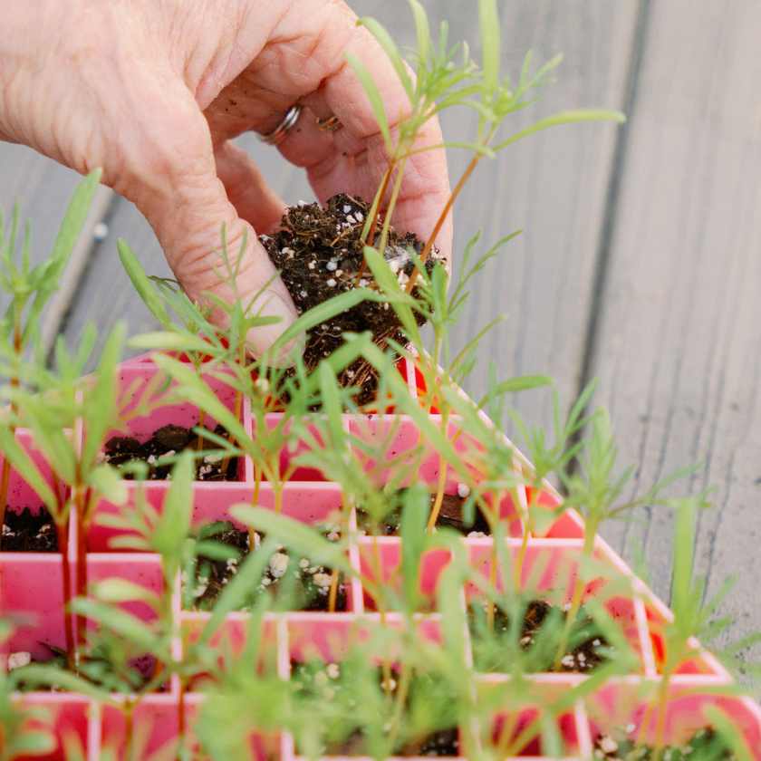 flowers growing in air prune 72 cells pink