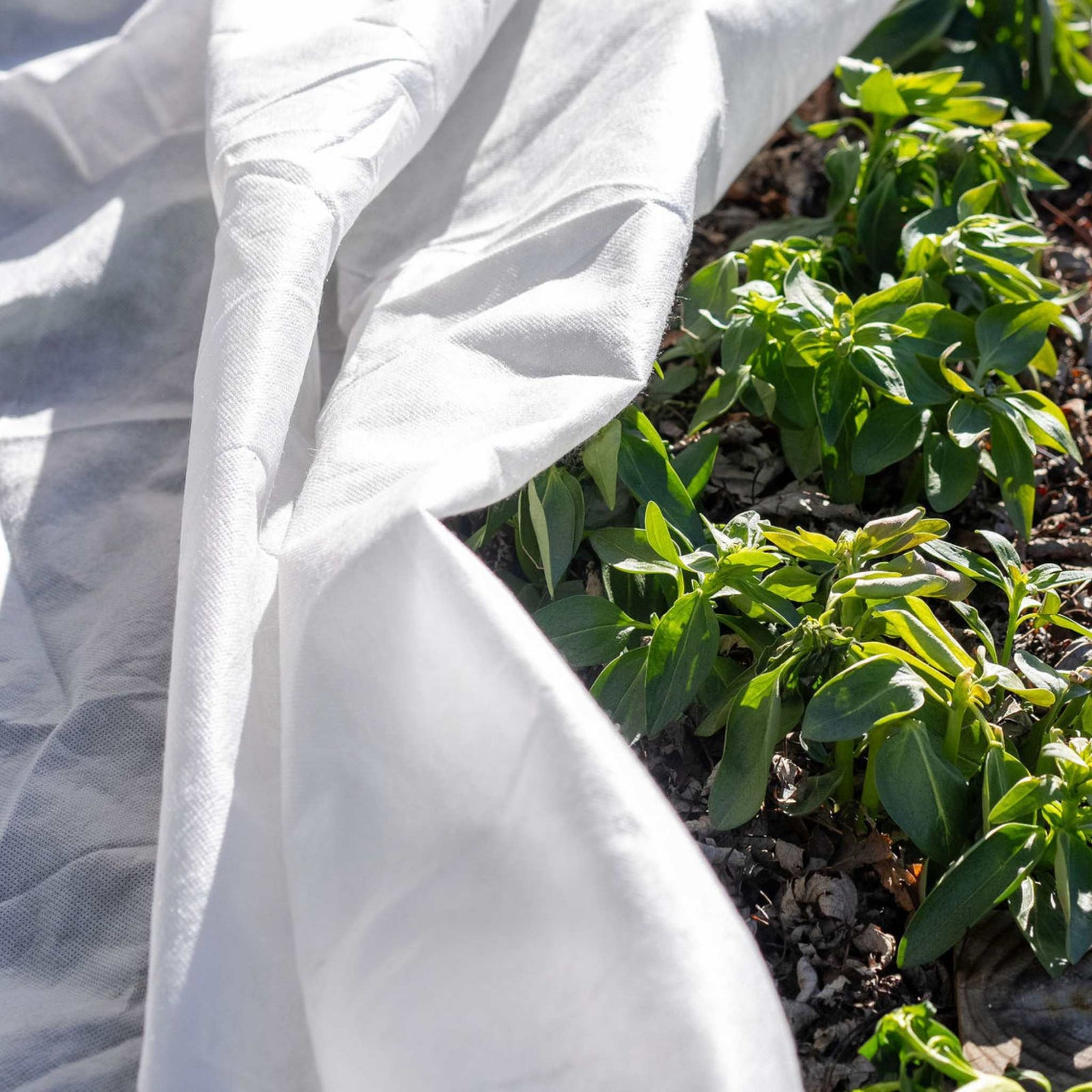 frost blanket over spring flowers