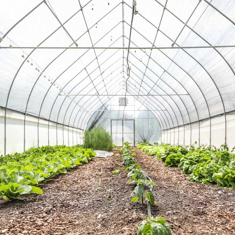 gothic greenhouse inside view