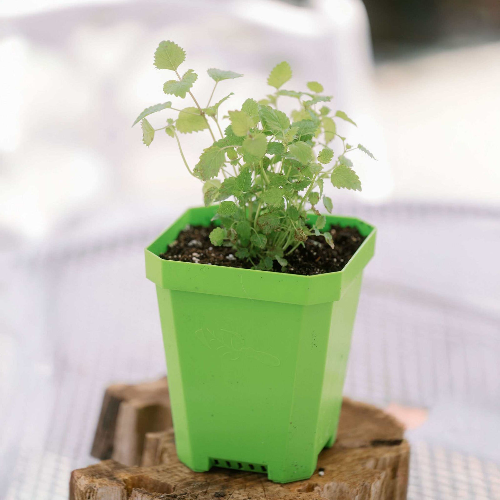 5" nursery pot planted with herbs