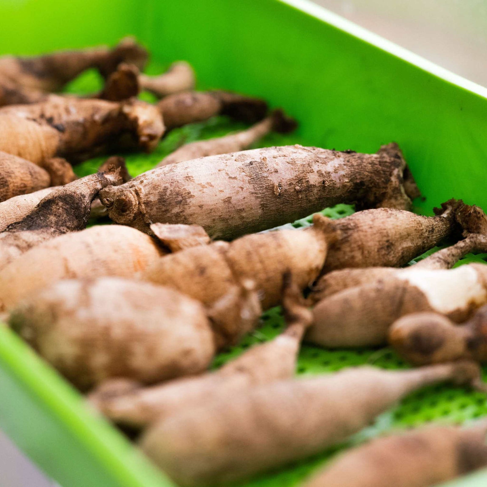 Green Deep Mesh Tray Used to Sort Dahlia tubers