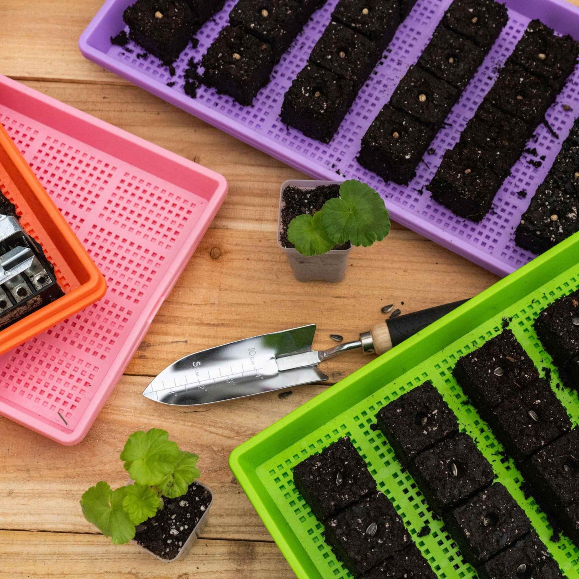 Soil Blocks on Mesh Shallow Trays in Purple, Green, Pink, and Orange with a Trowel and two small seedlings