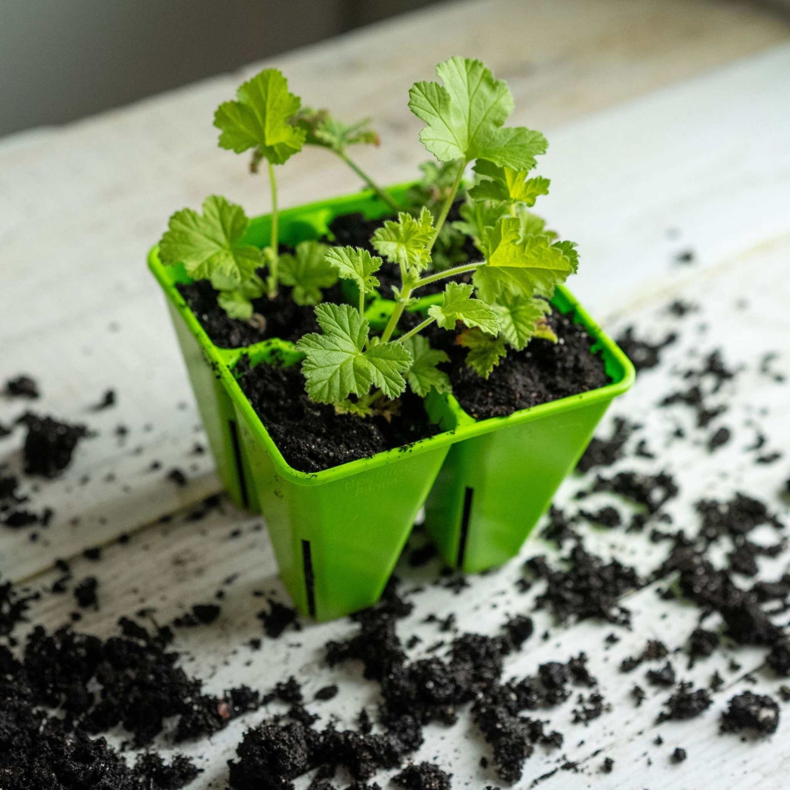 green 4 cell lifestyle