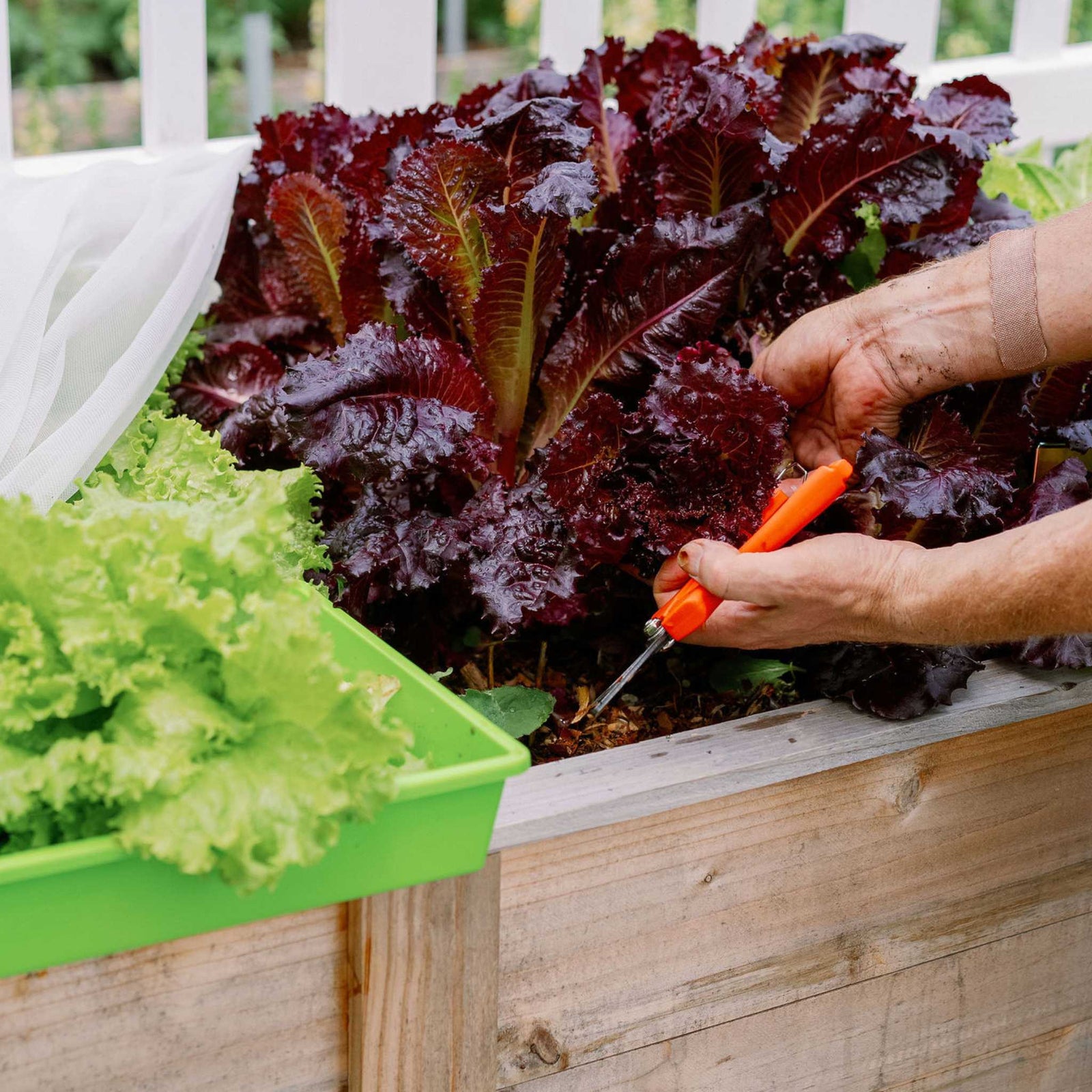 Harvest Pruners cutting lettuce
