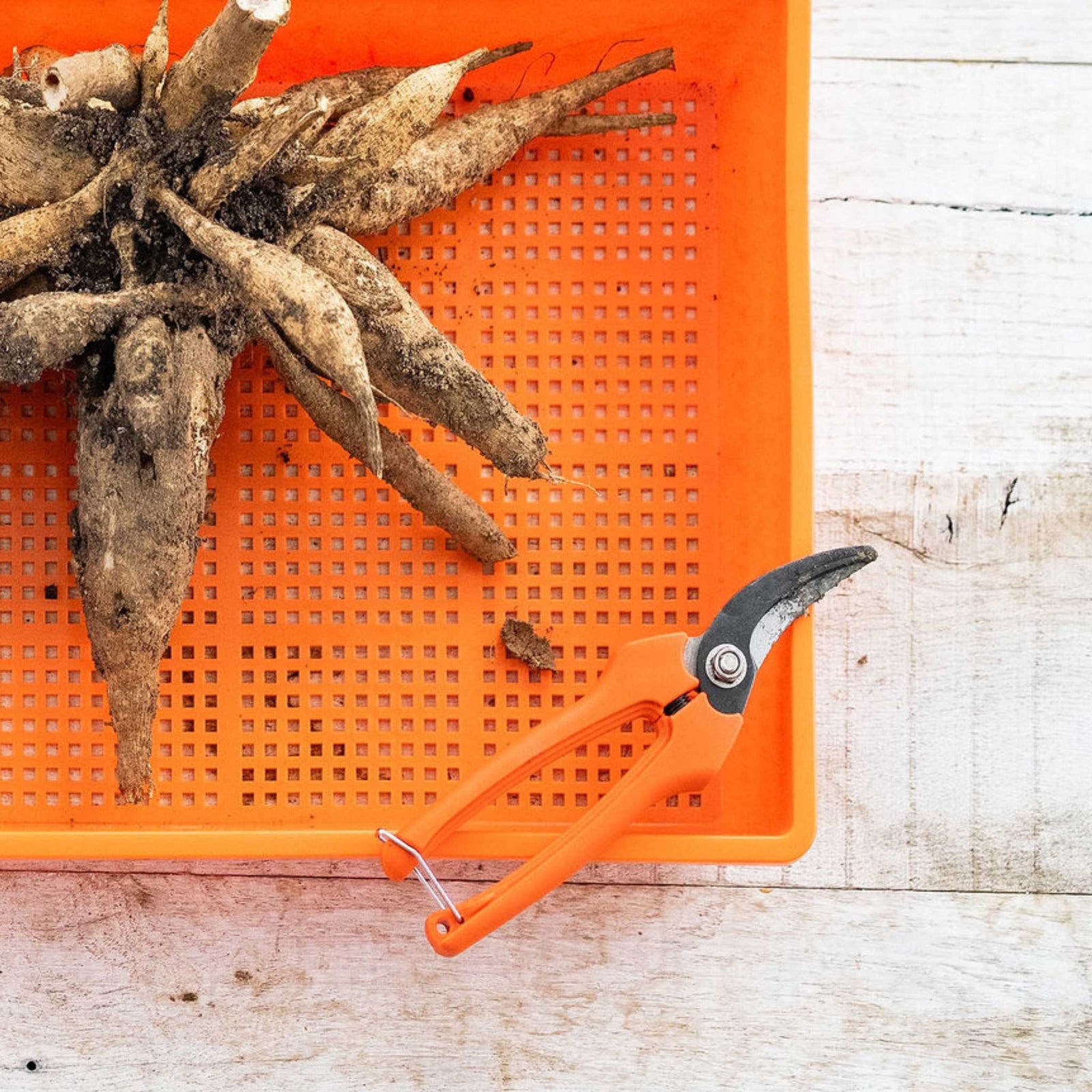 Harvesting pruners used for dahlia tubers