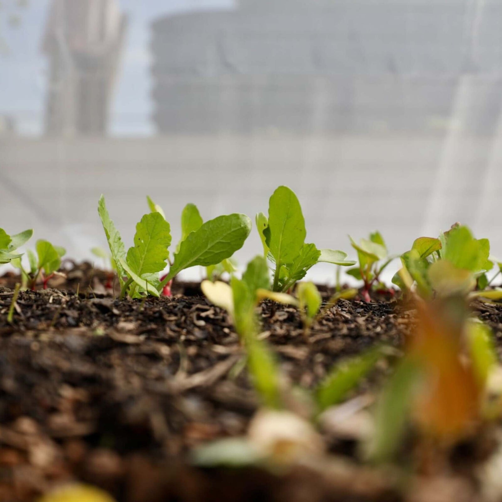 Heavy Duty insect netting over crops in diy low tunnel