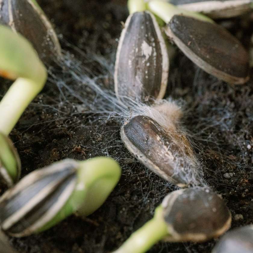 mold on microgreens (sunflower sprouts)