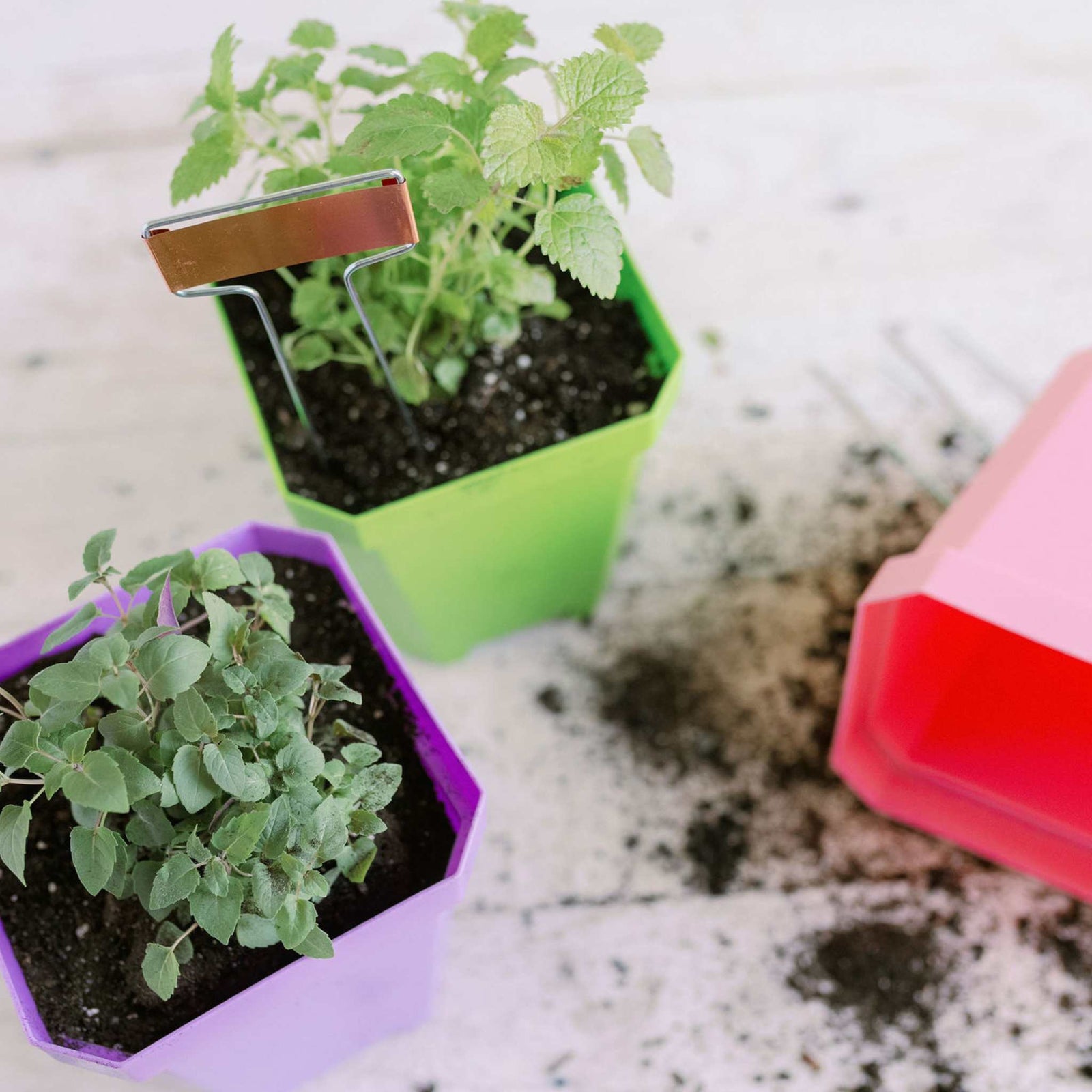 5" multicolor nursery pots planted with herbs